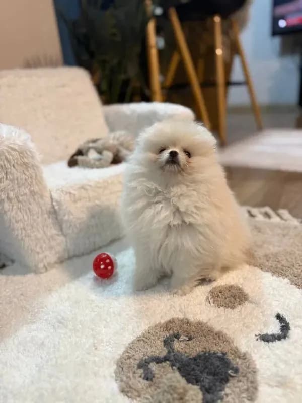 Super mini Pom puppies — Батуми