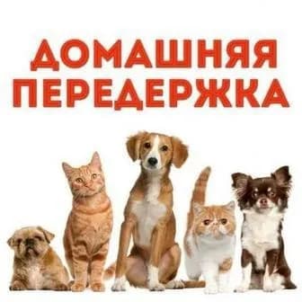 Передержка питомца — Батуми
