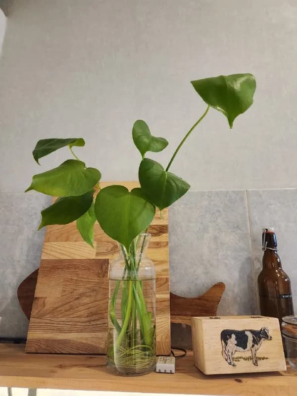 Монстера черенки с корнями — Тбилиси — 10 ₾