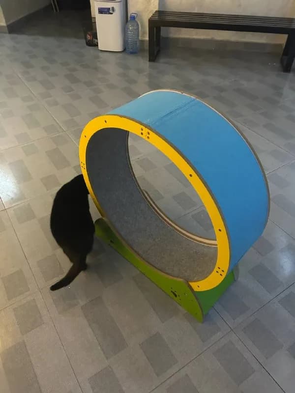 Беговое колесо для кошек — Батуми — 150 ₾