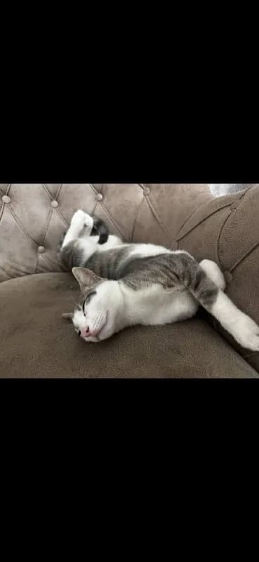 Котенок Дымок 8 месяцев — Батуми