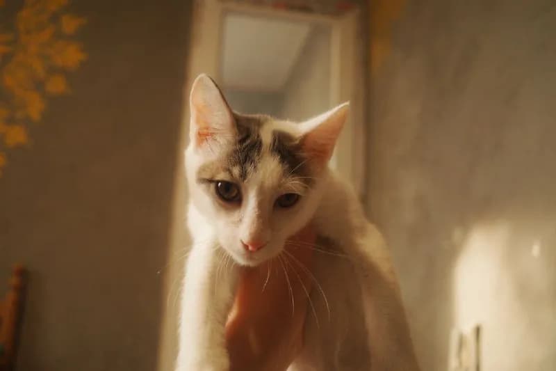 Кот Беляшик 10 месяцев, привит — Батуми