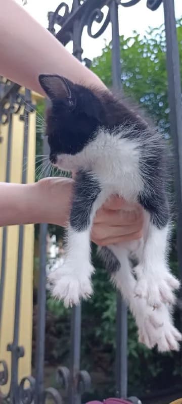 Котята в хорошие руки — Тбилиси
