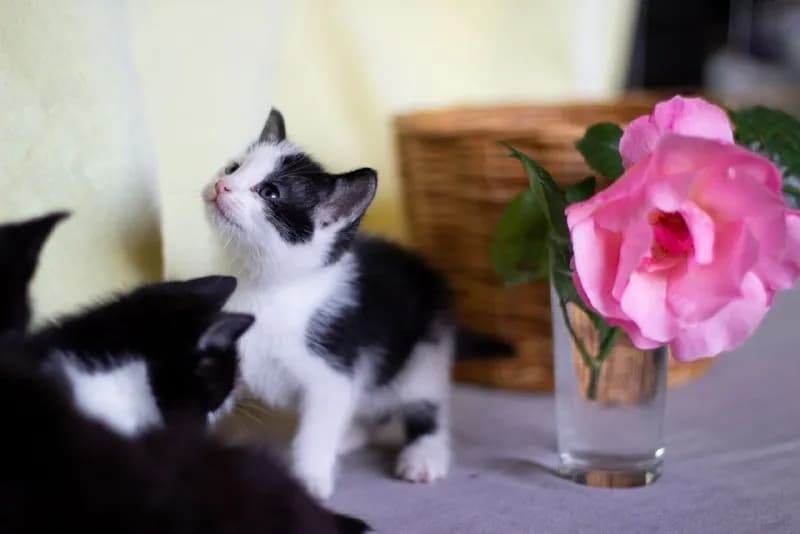 Котёнок ищет дом — Тбилиси