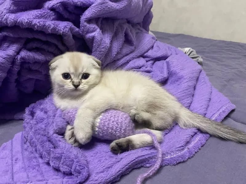 ana5_st), как только котята родятся отправлю фото😻 — Батуми