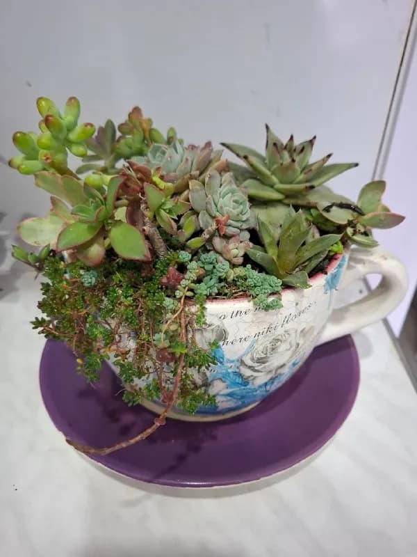 Суккуленты, кактусы, растения в горшках — Батуми — 60 ₾