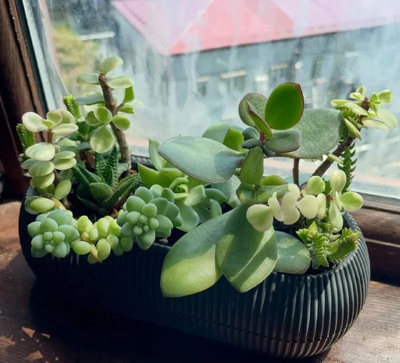 Композиция из суккулентов — Батуми — 20 ₾