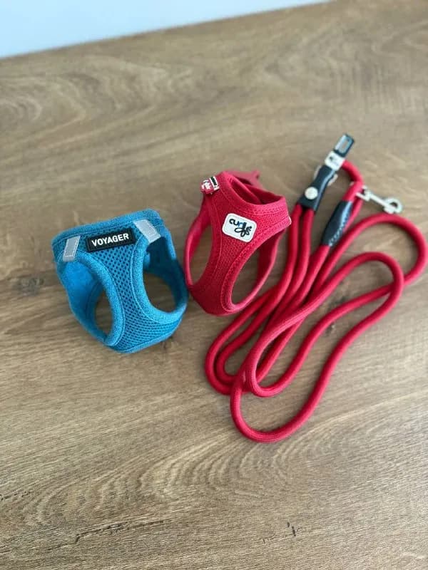 2 шлейки для маленькой собаки/щенка 🐶 — Батуми — 30 ₾