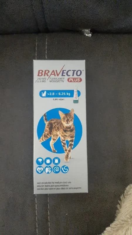 Кошачий Бравекто — Батуми — 100 ₾