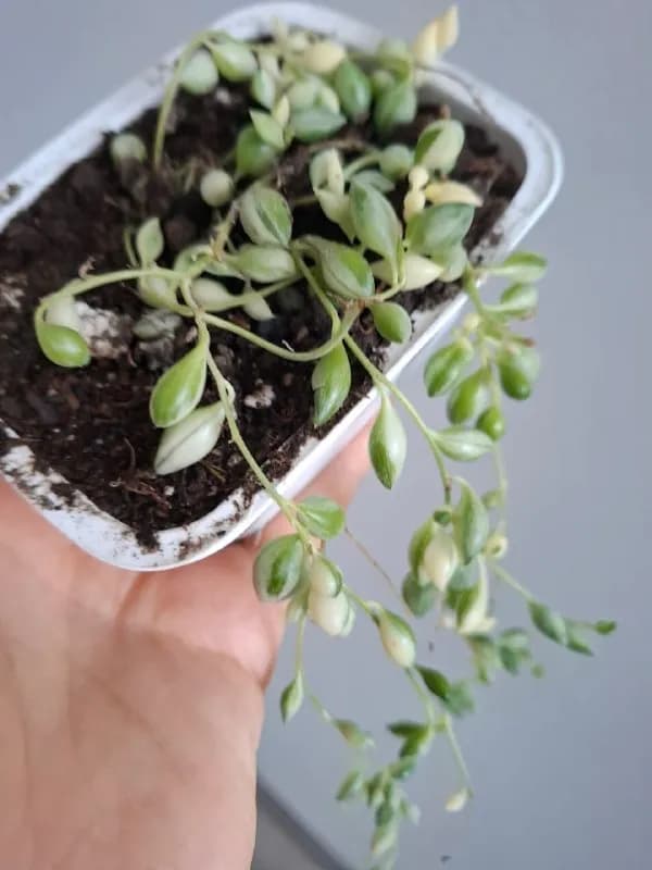 Суккуленты, посуда и цветы — Батуми — 5 ₾