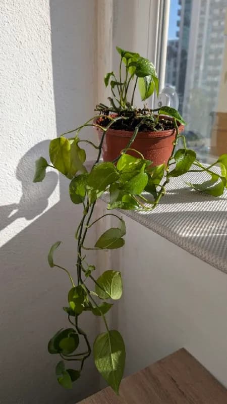 15 лари, скол на горшке — Батуми — 15 ₾