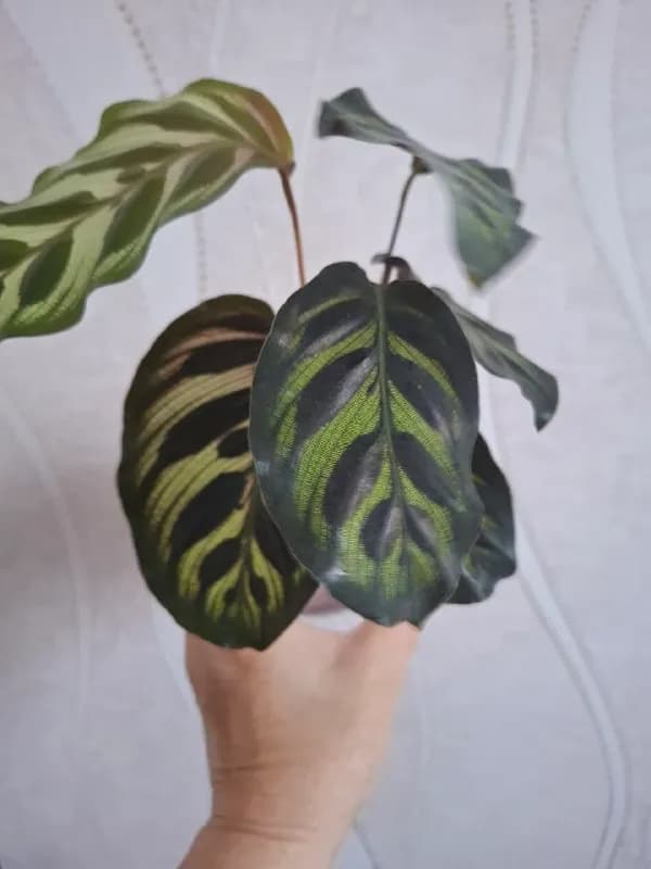 Растения и керамическая кружка — Батуми — 60 ₾