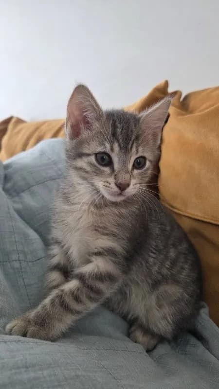 Кошка Умка, 2 мес., ищет дом — Батуми