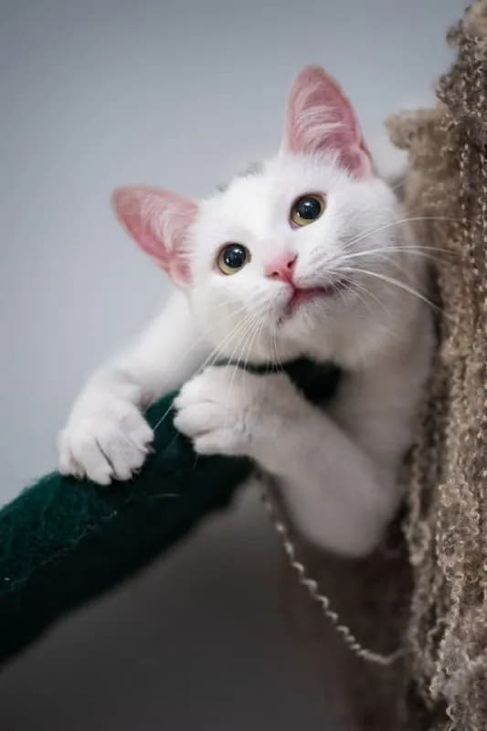 Кошка Аляска ищет дом — Тбилиси