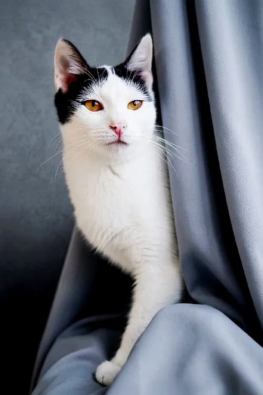 Кошка Мерилин, 1 год, стерилизована — Батуми