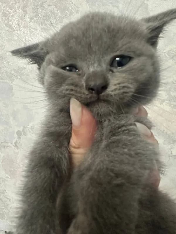 Британские шиншилла котята — Батуми — 400 ₾