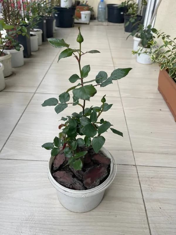 Алоказия, Розы, Барвинок, Пальма — Батуми — 15 ₾
