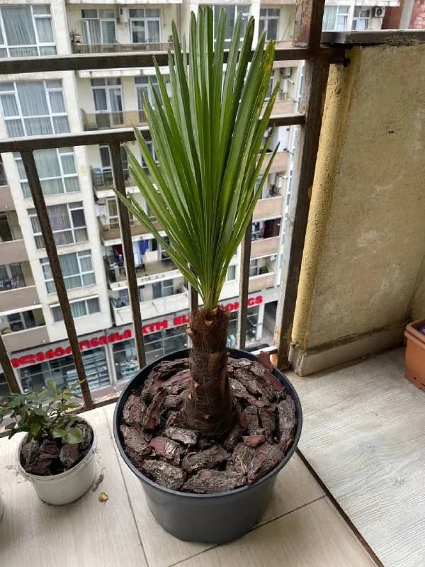 Пальма Вашингтония — Батуми — 50 ₾