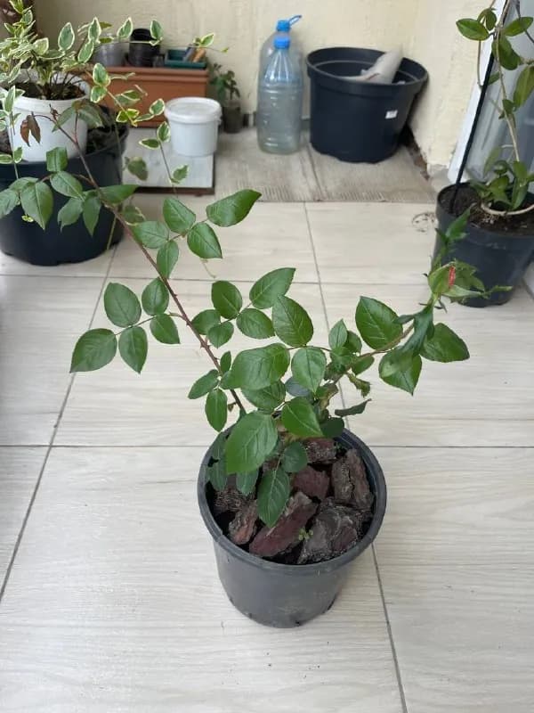 Роза Королева Елизавета — Батуми — 20 ₾