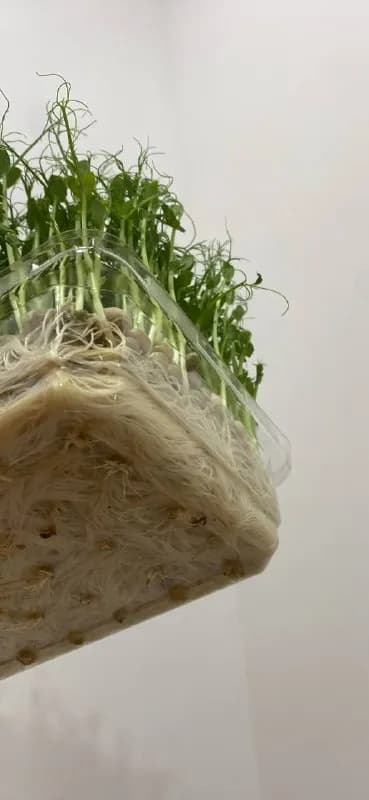 microgreens) в наличии. — Батуми