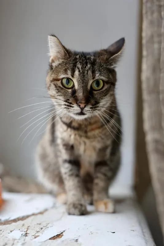 Кошка Килька, привита, стерилизована — Батуми