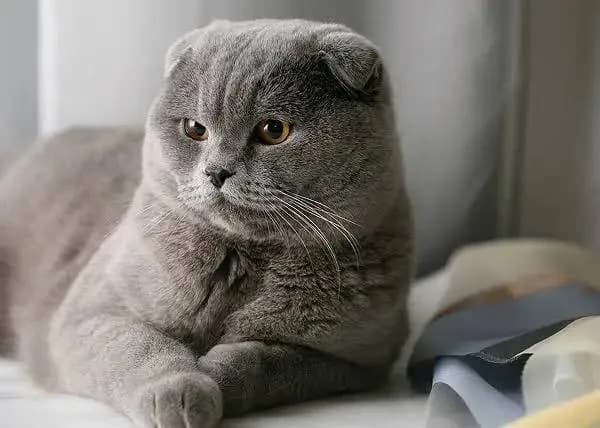 Шотландская вислоухая кошечка ищет жениха — Батуми
