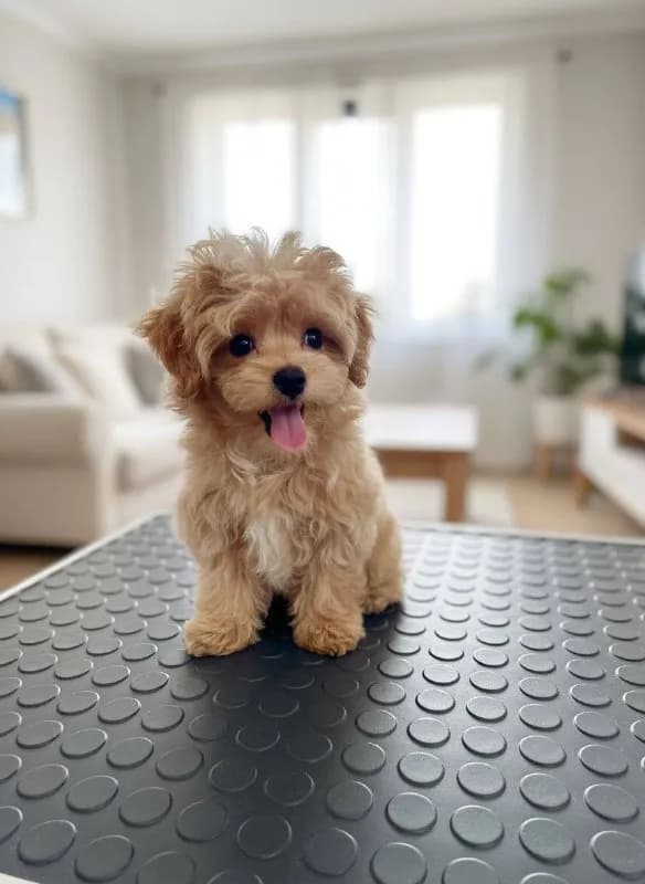 Щенок Korean Maltipoo mini — Батуми