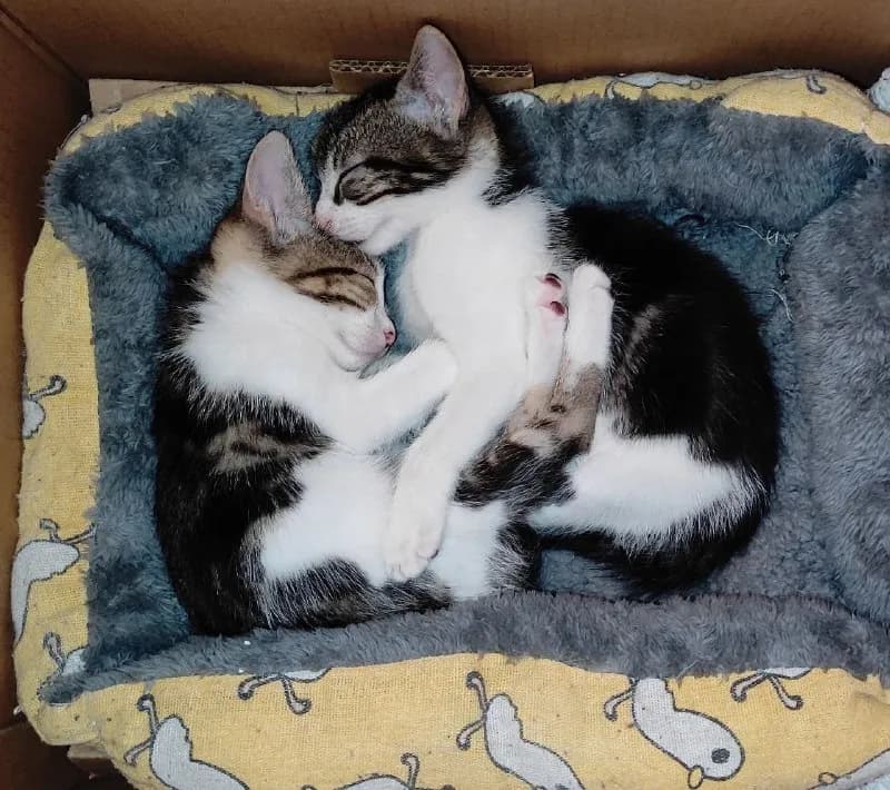 4 котёнка. — Батуми