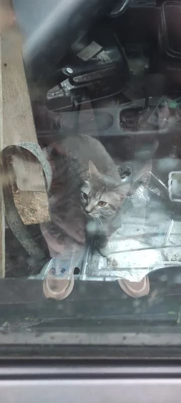 Кошка в машине на шее бантик — Батуми