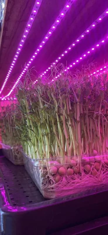 Микрозелень microgreen — Батуми