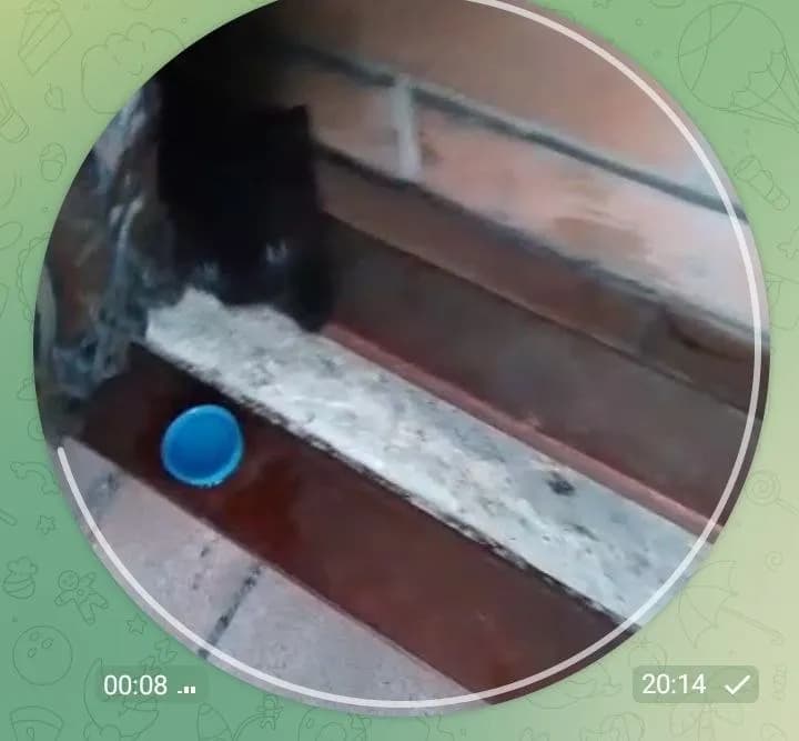 5 котят месячных на остановке, они под диваном живут, кто может забрать. Вот геолокация — Батуми