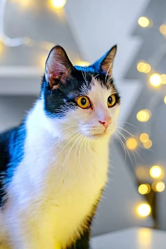 Кот Доминик 1.5 года кастрирован — Батуми