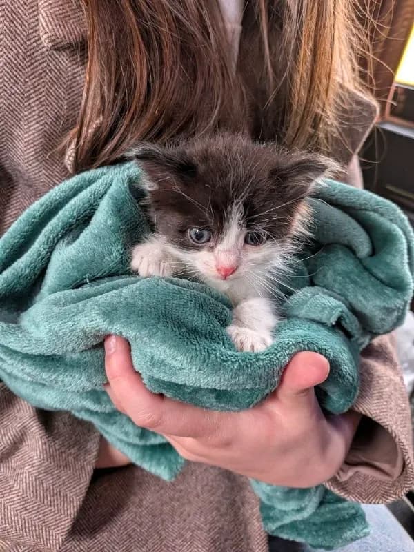 Котенок Каха — Батуми
