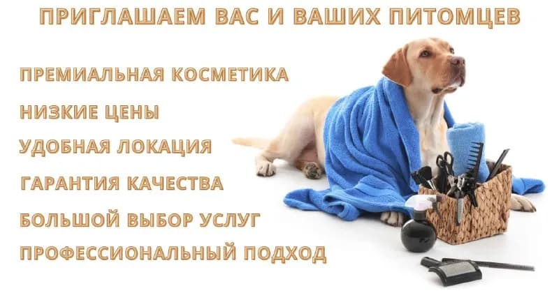Услуги груминга для питомцев — Тбилиси