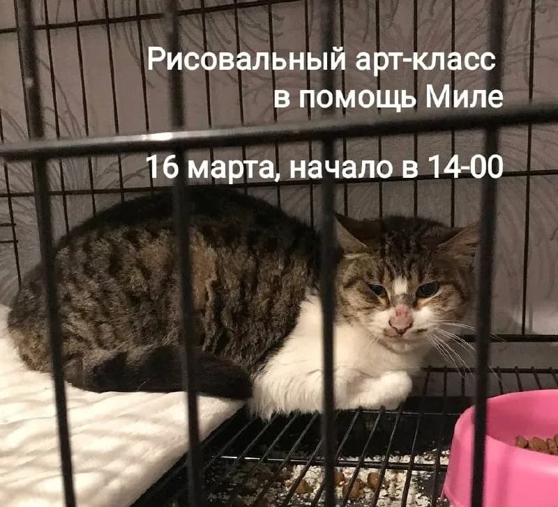 16 მარტი, დაწყება 14:00-ზე. ყველა კითხვა და რეგისტრაცია პირად შეტყობინებაში. — Тбилиси