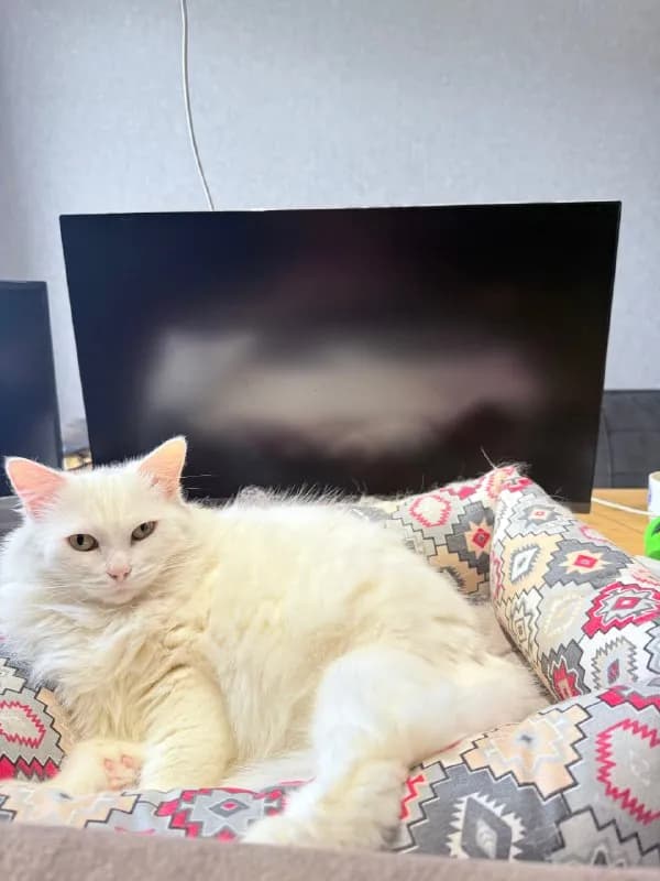 Samsung — Тбилиси — 300 ₾