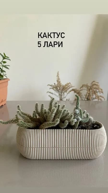 15 лари — Батуми — 15 ₾
