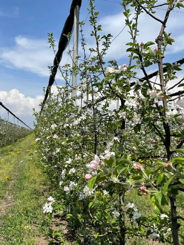 Bebnissi Gardens (100 ум от Тбилиси) началась сказочная пора цветения яблонь! Приглашаем всех в го — Тбилиси