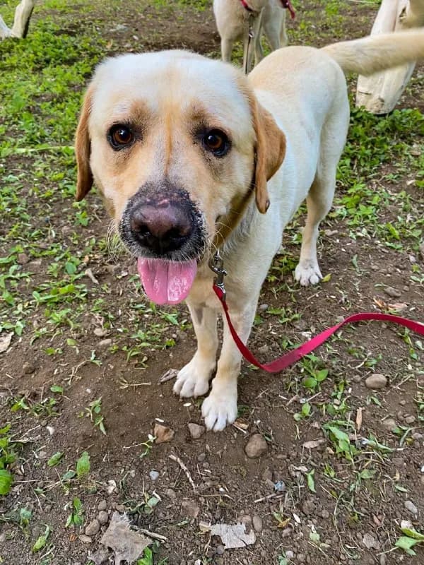 2 years old, he is neutered, vaccinated, has a microchip and veterinary passport. We plan to take antibody titer tests soon. — Тбилиси
