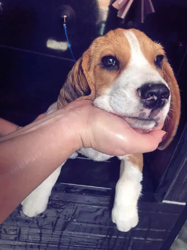 BarberDog💈 полный груминг щенков и котят до 6 месяцев с 5️⃣0️⃣% скидкой — Тбилиси — 25 ₾