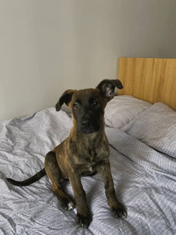 3 months. They said she is likely purebred - Dutch Shepherd. Beautiful brindle color. — Тбилиси