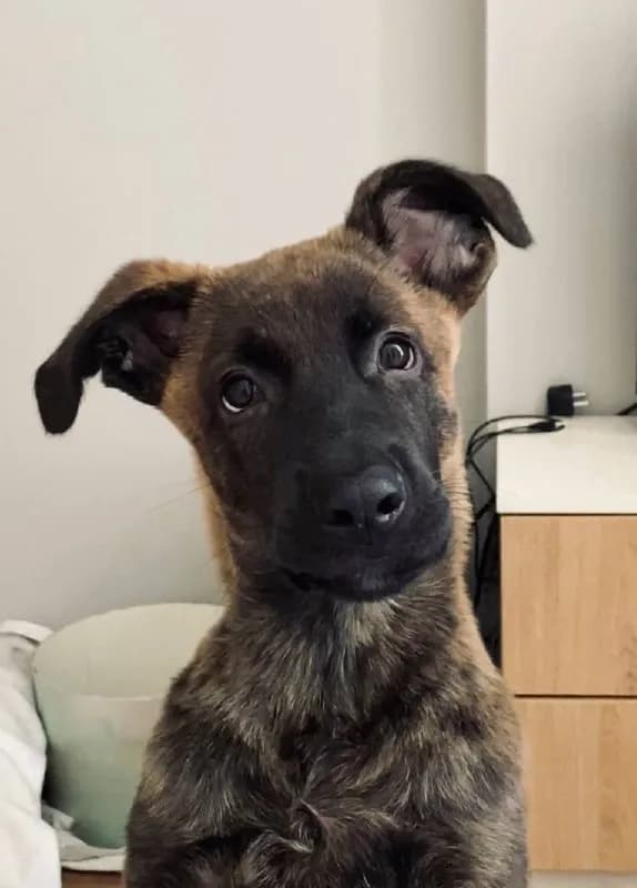 3 months. Mixed breed. Beautiful tiger-striped color. — Тбилиси