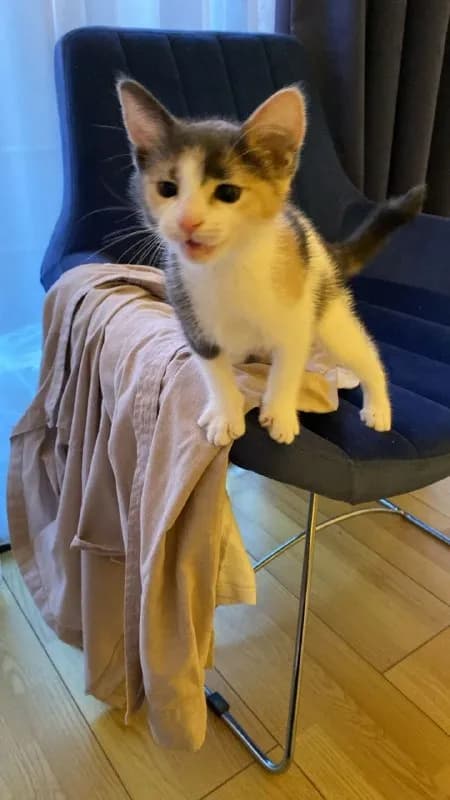 Котенок 2 месяца ищет дом — Батуми