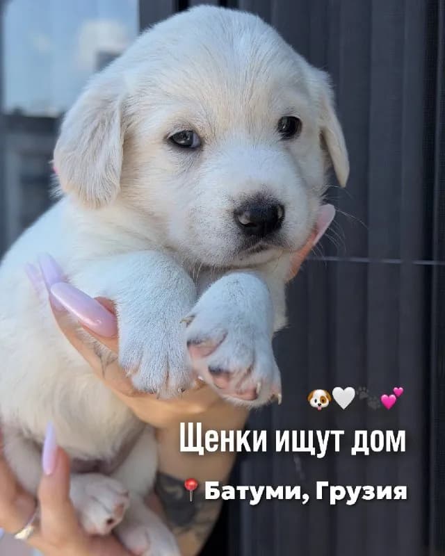 25.04.2026 родились прелестные щенки у моей спасенной собаки🥹 — Батуми