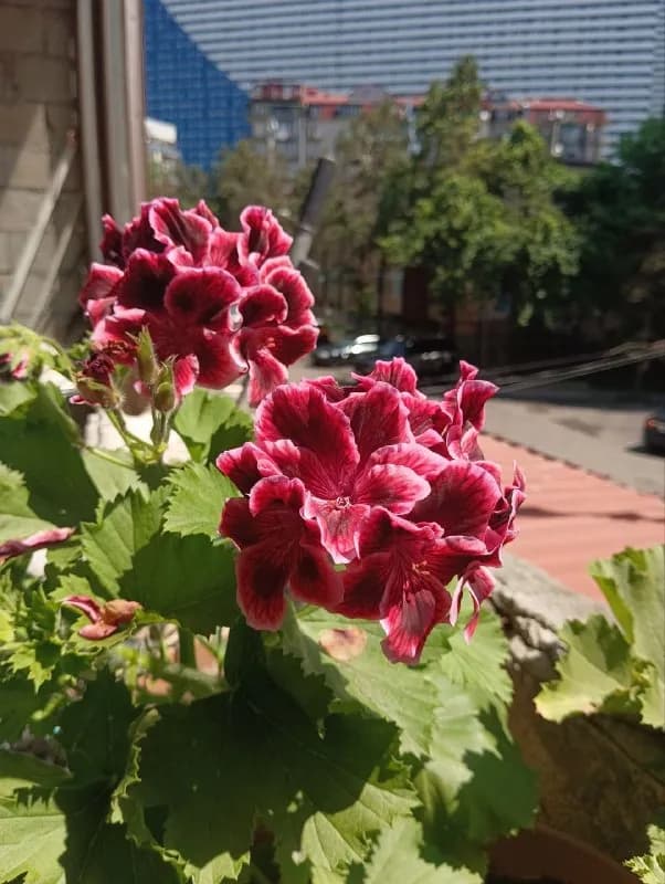 5 лар без горшка — Батуми — 5 ₾