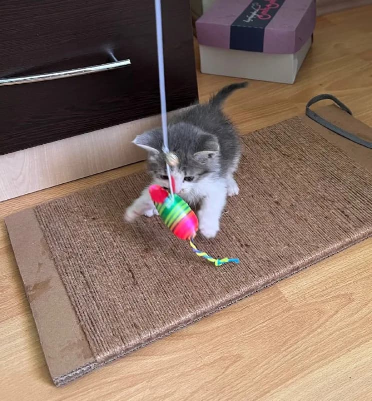 1 месяц). Кошка ест паштет и смесь для котят (прилагается), ходит в лоток. Оплатим все прививки, есл — Тбилиси