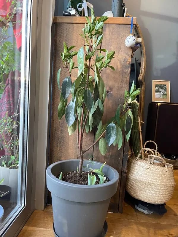 1. Магнолия (вечнозеленая, Magnolia grandiflora) — 70 лари — Батуми — 70 ₾