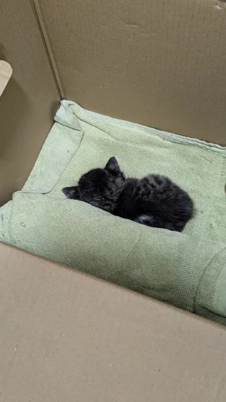 We are giving a little kitten, its a girl. We can’t keep it at home, so we are giving away. — Тбилиси