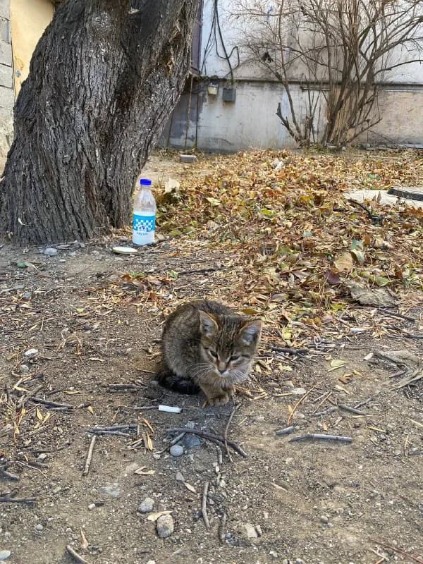 Без названия — Тбилиси