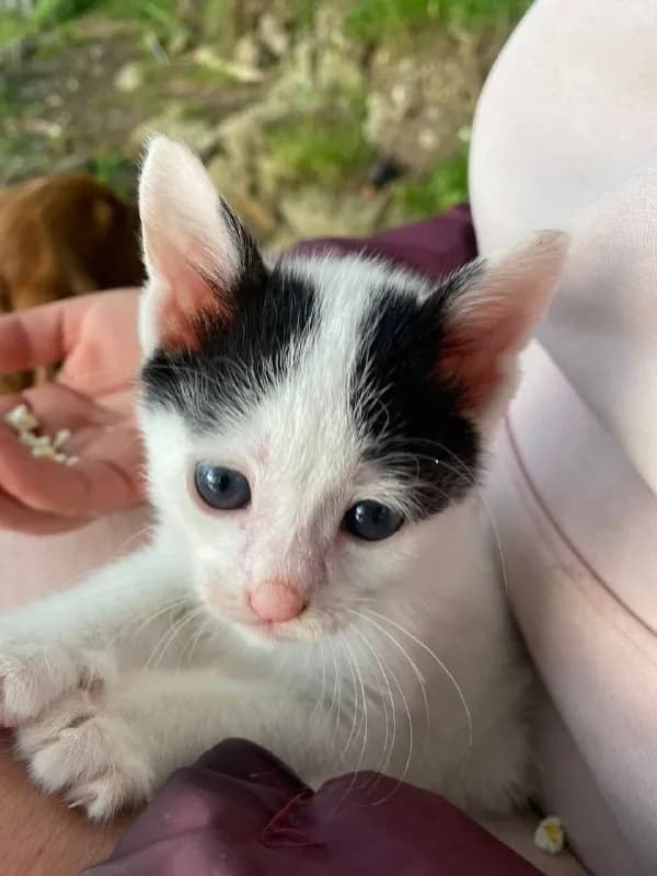 Котёнок чёрно-белый отдам в добрые руки — Батуми